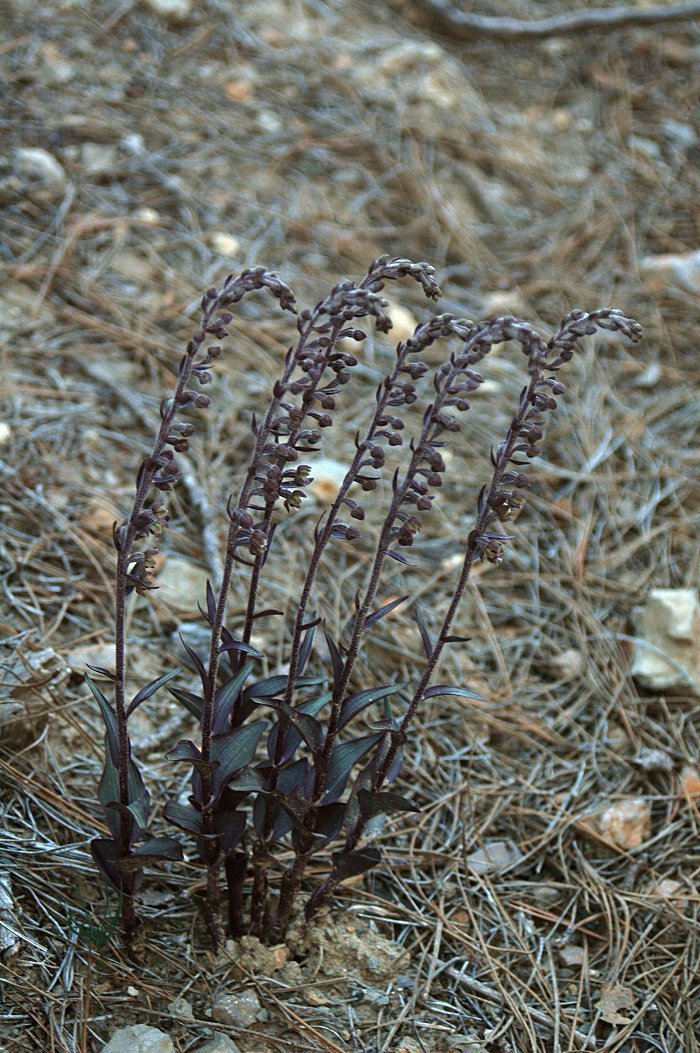 Epipactis kleinii